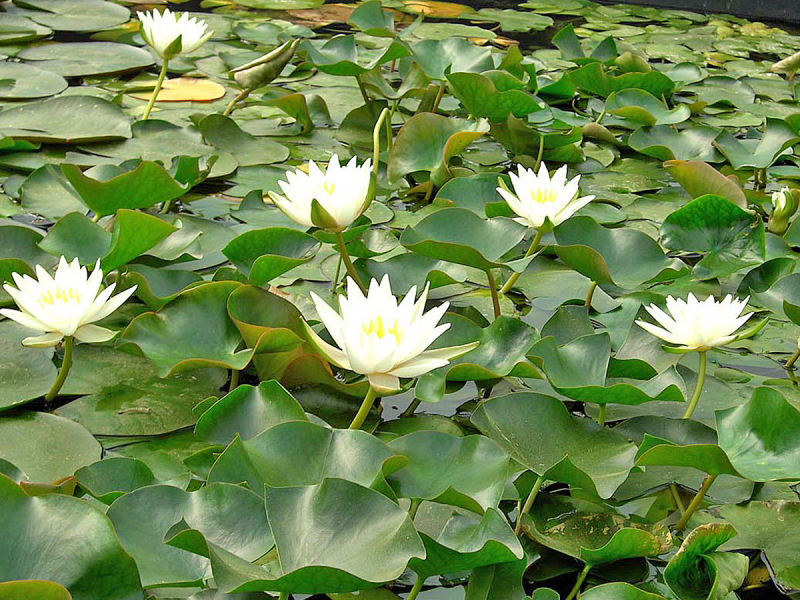 Seerose Nymphaea Joey Tomocik